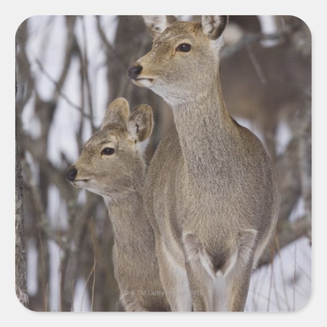 Sika Deer Doe and Young, Hokkaido, Japan Quadratischer Aufkleber (Vorderseite)