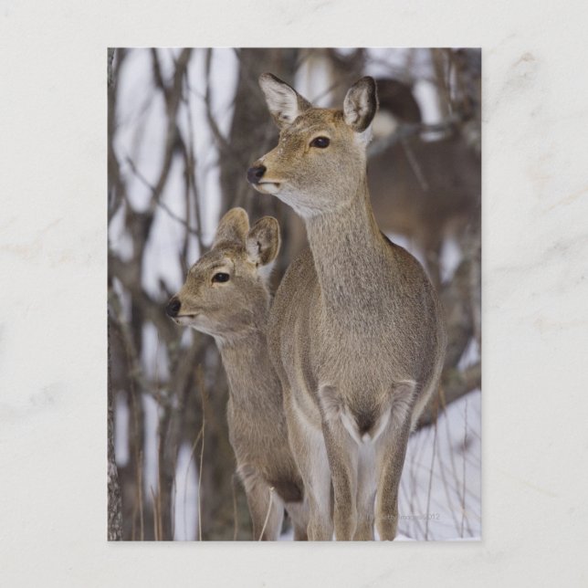 Sika Deer Doe & Young | Hokkaidō, Japan Postkarte (Vorderseite)