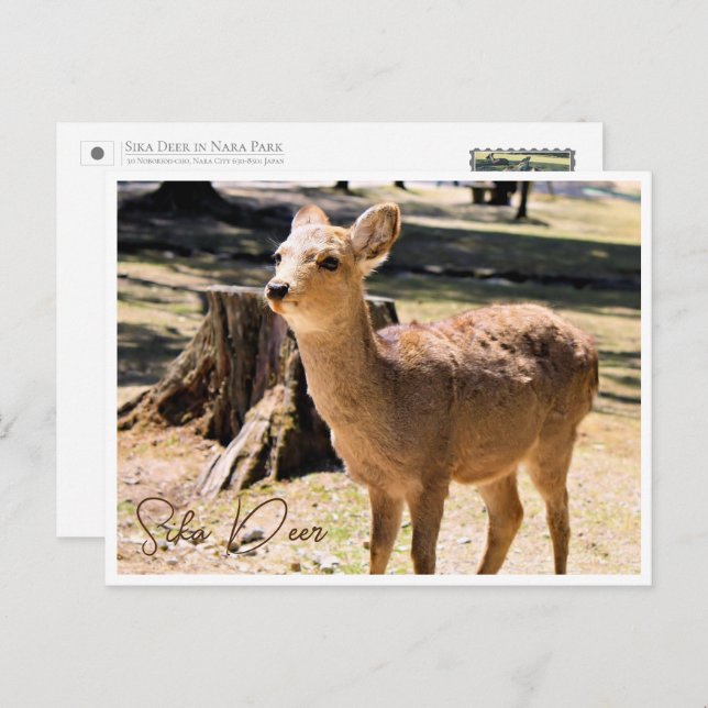 Sika Deer in Nara Park ポストカード Postkarte (Vorne/Hinten)