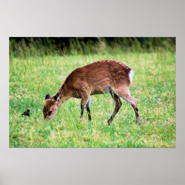 Sika Deer Poster (Vorne)