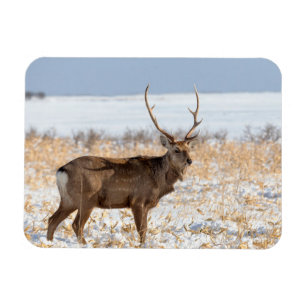 Sika-Hirsch in einem schneebedeckten Feld   Japan Magnet