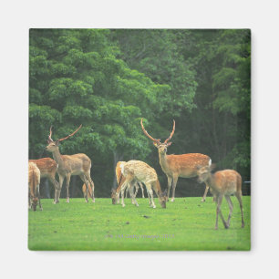 Sika Hirsche stehend in einem Clearing Magnet