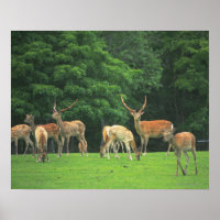 Sika Hirsche stehend in einem Clearing