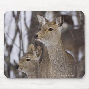 Sika Rotwild-Damhirschkuh und junges, Hokkaido, Mousepad