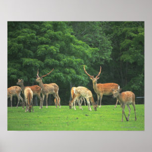 Sika Rotwild stehend in einer Reinigung Poster