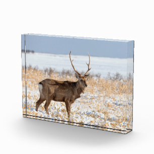 Sika Stag auf einem schneebedeckten Feld Japan Fotoblock