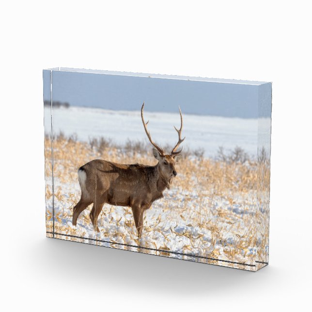 Sika Stag auf einem schneebedeckten Feld | Japan Fotoblock (Rechts)