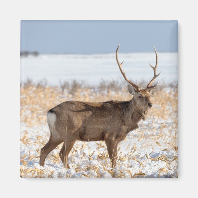 Sika Stag auf einem schneebedeckten Feld | Japan Magnet (Vorne)