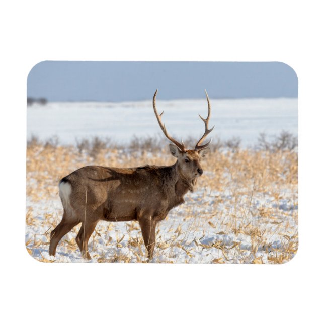 Sika Stag auf einem schneebedeckten Feld | Japan Magnet (Horizontal)