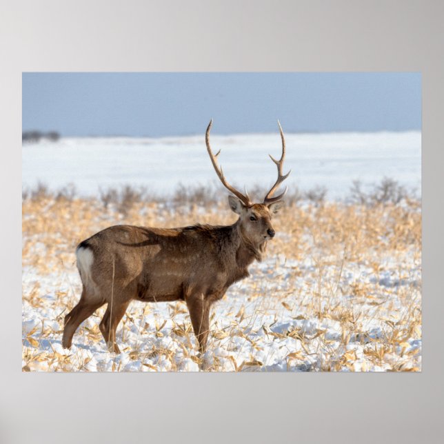 Sika Stag auf einem schneebedeckten Feld | Japan Poster (Vorne)