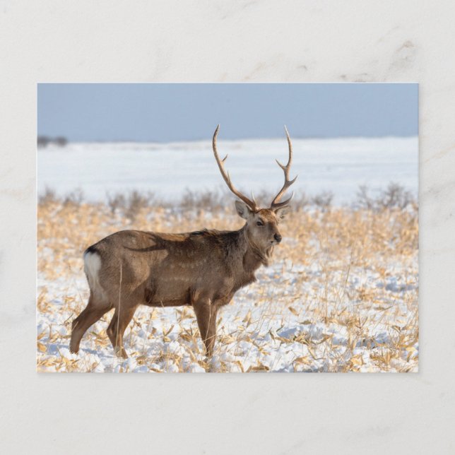 Sika Stag auf einem schneebedeckten Feld | Japan Postkarte (Vorderseite)