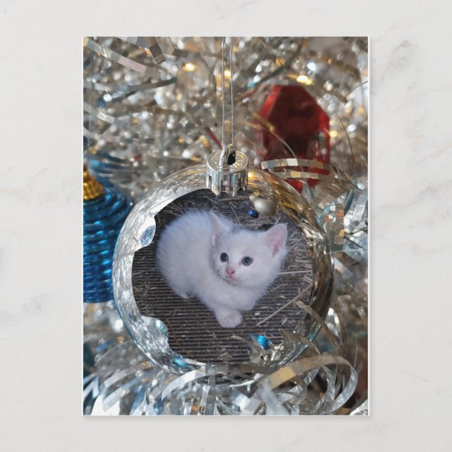 Silber Bulb Full Frame Postkarte (Vorderseite)