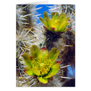 Silber Cholla Kaktus Wildblumen