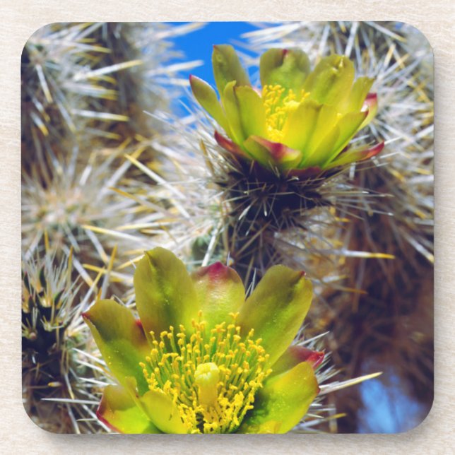 Silber Cholla Kaktus Wildblumen Untersetzer (Vorderseite)