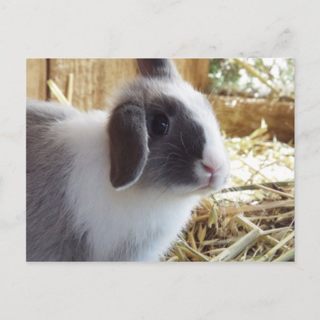 Silber Postkarte (Vorderseite)