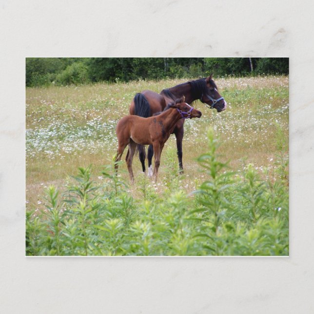 Silber Postkarte (Vorderseite)