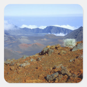 Silber-Schwertlilie am Rand des Haleakala-Kraters Quadratischer Aufkleber