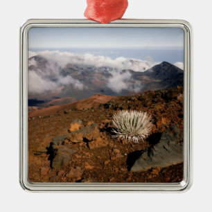 Silber-Schwertlilie am Rand des Haleakala-Kraters  Silbernes Ornament