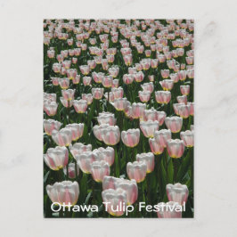 Silber und Rosa Tulips Postkarte