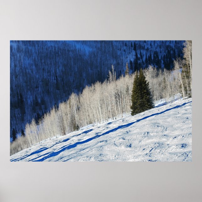 Silberbäume Poster (Vorne)