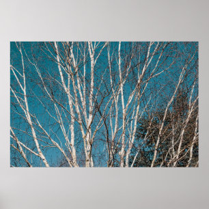 Silberbirkenzweige in der Sonne Poster