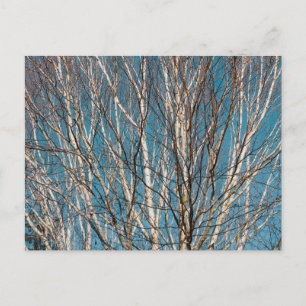 Silberbirkenzweige in der Sonne Postkarte