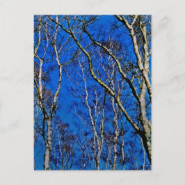 Silberbirnenbäume Postkarte