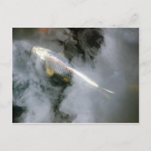 Silberfisch in Wasser und Wolken Postkarte (Vorderseite)
