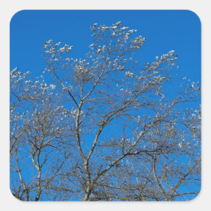 Silberne Blätter eines Aufklebers für weiße Baumhi Quadratischer Aufkleber