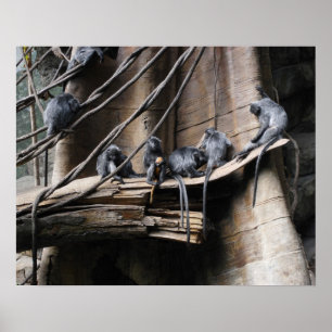 Silberne Langur-Affe-Truppe mit Baby Poster
