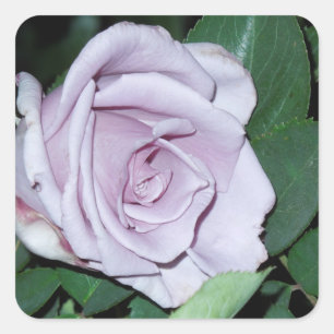 Silberne Rose Quadratischer Aufkleber