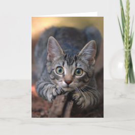 Silberne Tabby-Kätzchen-Karte Karte