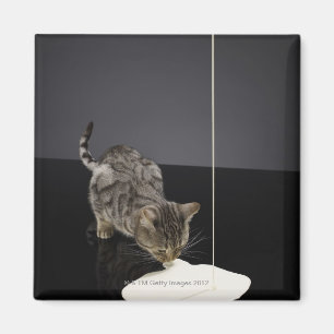 Silberne trinkende Creme der Tabbykatze vom Boden Magnet