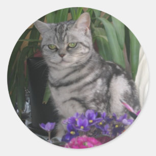 Silberner Tabby - Katzenaufkleber Runder Aufkleber