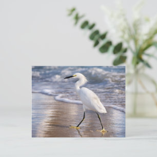 Silberreiher am Ufer Fotoabzug Postkarte