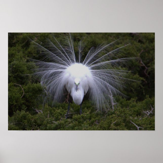 Silberreiher Foto Poster (Vorne)