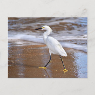 Silberreiher-Vogelkarten Natur Notizkarte Postkarte