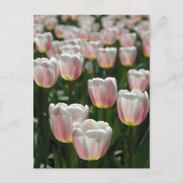 Silberrosa Tulpen Postkarte