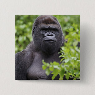Silberrücken-Flachlandgorilla, Gorilla gorilla, Button