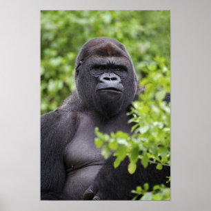 Silberrücken-Flachlandgorilla, Gorilla gorilla, Poster