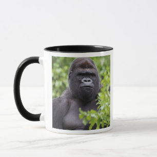 Silberrücken-Flachlandgorilla, Gorilla gorilla, Tasse