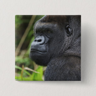 Silberrücken-Flachlandgorilla, Gorilla in Gefangen Button