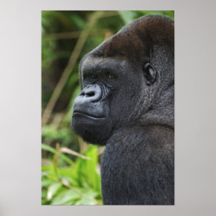 Silberrücken-Flachlandgorilla, Gorilla in Gefangen Poster