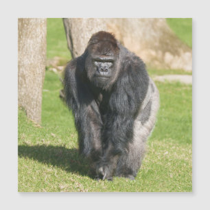 Silberrücken-Gorilla – Ein Moment der Macht Magnetkarte