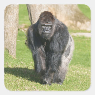 Silberrücken-Gorilla – Ein Moment der Macht Quadratischer Aufkleber