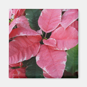 Silberstern-Marmor-Weihnachtssterne Rosa Holiday F Magnet