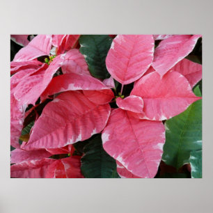 Silberstern-Marmor-Weihnachtssterne Rosa Holiday F Poster