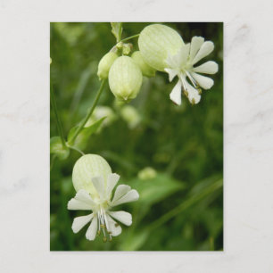 Silene Vulgaris Postcard Postkarte