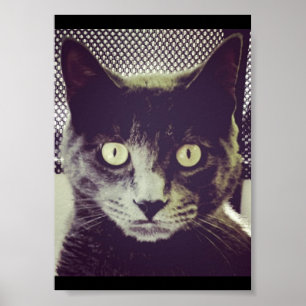 Silent Kitty Poster