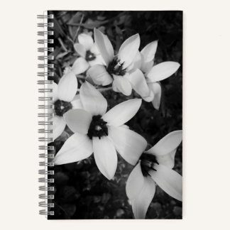 Silent Symmetry Notizbuch